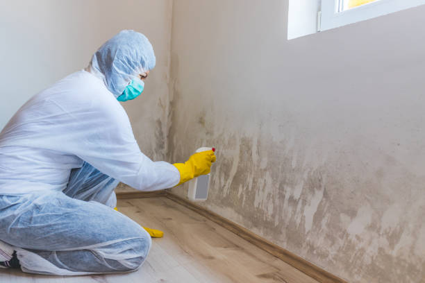 Licensed Basement Mold Remediation service in Indian River, MI - WQB Mold Removal