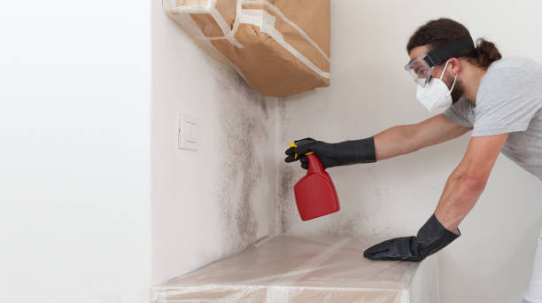 Professional Basement Mold Remediation technician working in Indian River, MI