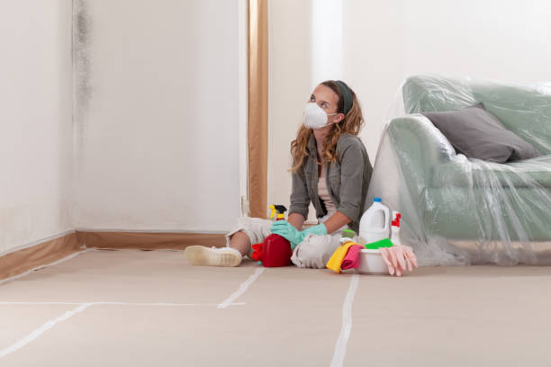 Reliable Basement Mold Remediation contractor in Indian River, MI by WQB Mold Removal