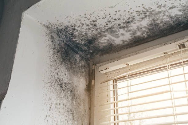 Affordable Basement Mold Remediation solutions in Indian River, MI